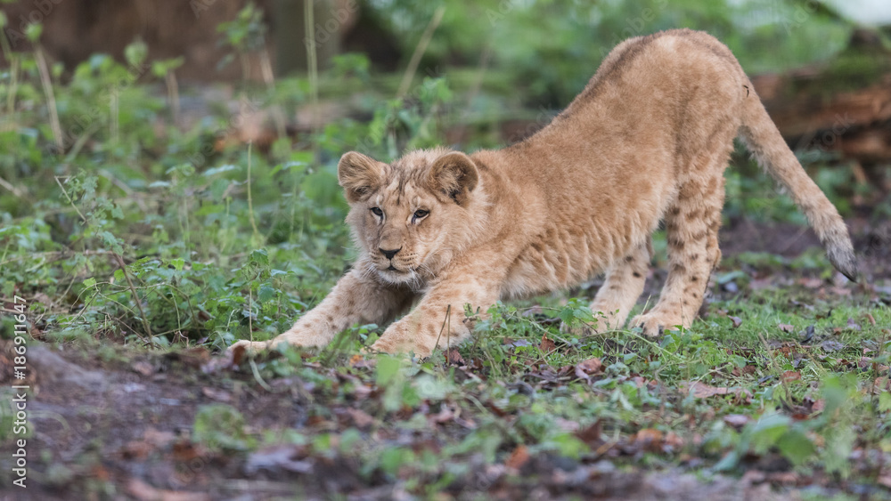 Naklejka premium Lion d'Angola