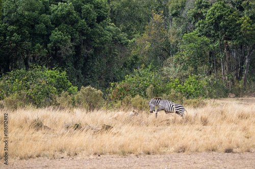 Zebra Jumping Over Lioness on Hunt