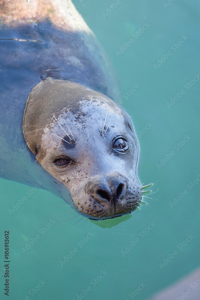 Naklejka premium Seal