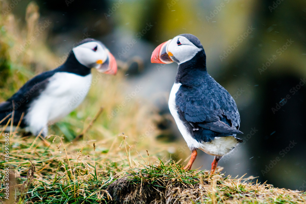 Puffins Puffins