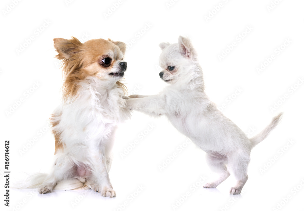 Obraz premium puppy and adult chihuahua