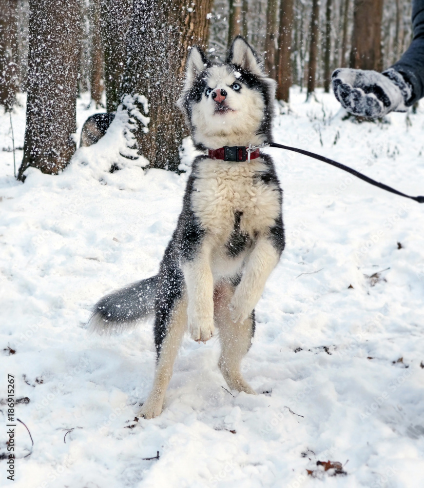 Naklejka premium Husky puppy playing with snow 2