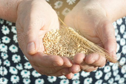 Harvest time. Hands of old woman are holding handful of wheat grains, close-up. © Alex