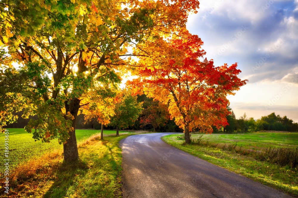 Naklejka premium Maple tree with coloured leafs and asphalt road at autumn/fall daylight