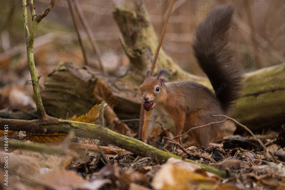 Obraz premium Red Squirrel portrait