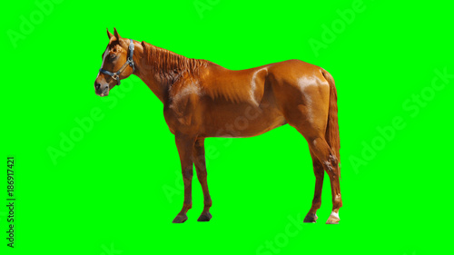 Brown Horse Isolated on Chroma Key Green Background