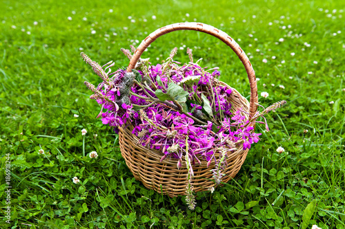 Flowers willow tea  flowers  in a basket on the grass