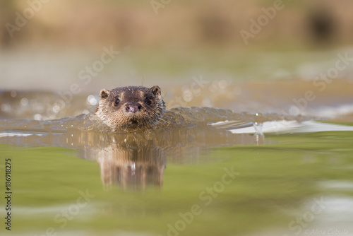 Swimming otter