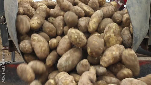 Potato Harvest 