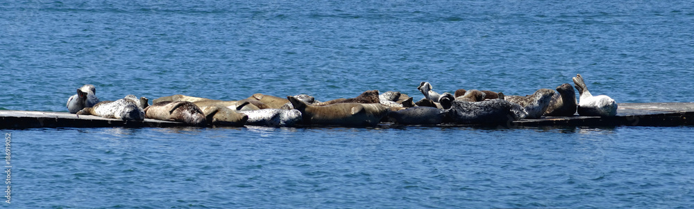 Fototapeta premium A group of harbor seals sunbathing on a floating dock. A group of mixed sexes, ages and colors side by side on a floating jetty in a coastal harbour area. Whaler Island, Crescent City, California.