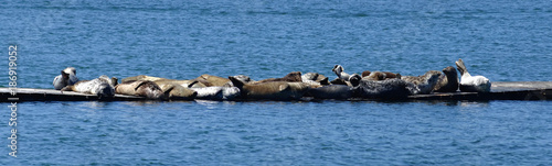 A group of harbor seals sunbathing on a floating dock. A group of mixed sexes, ages and colors side by side on a floating jetty in a coastal harbour area. Whaler Island, Crescent City, California.