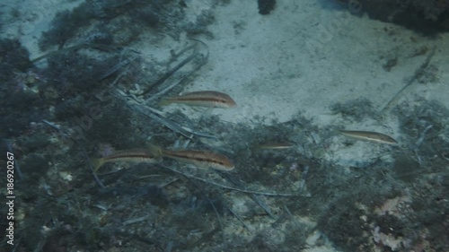 Red mullet (mullus barbatus) over bottom of Mediterranien sea photo