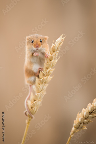 Field mouse climbing plants