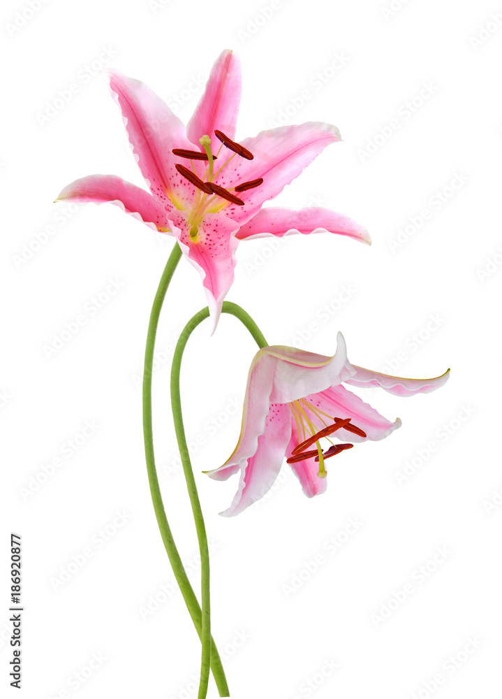 Two pink lily flowers. Isolated on white background