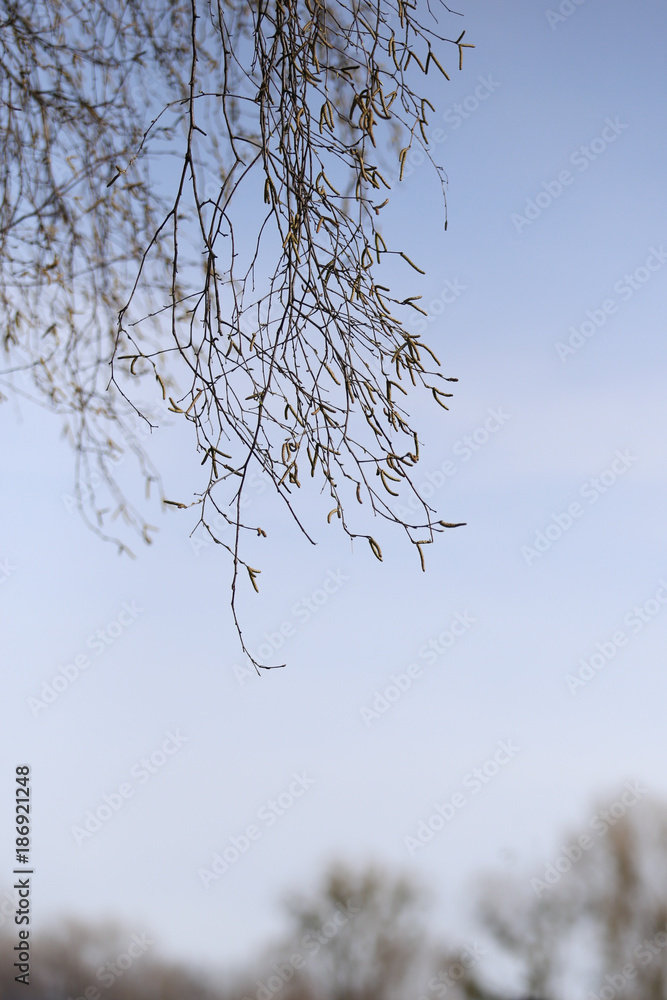 Obraz premium Tree branch