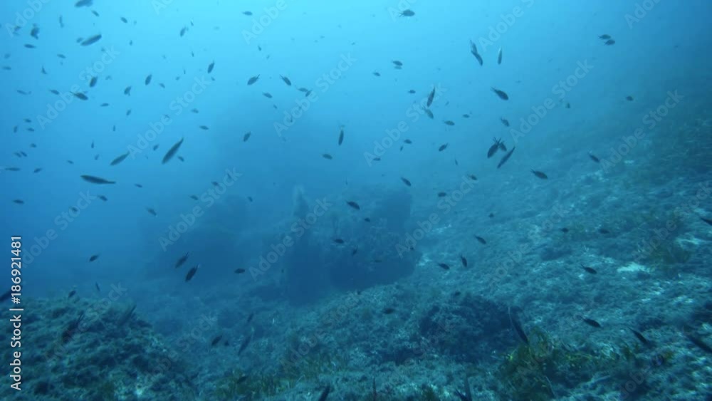 A flock of small fish in Mediterranien sea near Mallorca Island A flock of small fish in Mediterranien sea near Mallorca Island