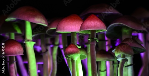 Magic mushrooms 