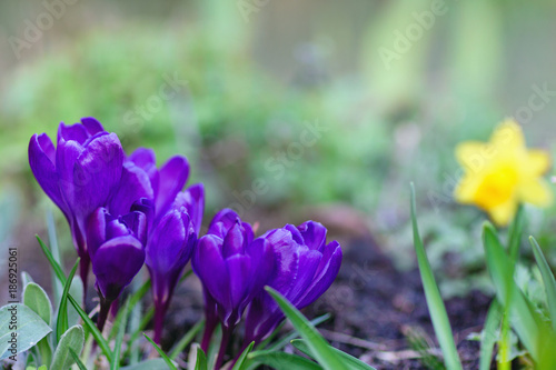 Close-up of blooming violet crocuses