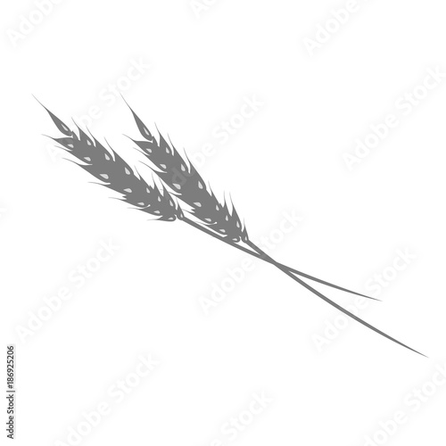 Silhouette of ear of rye or wheat on white background