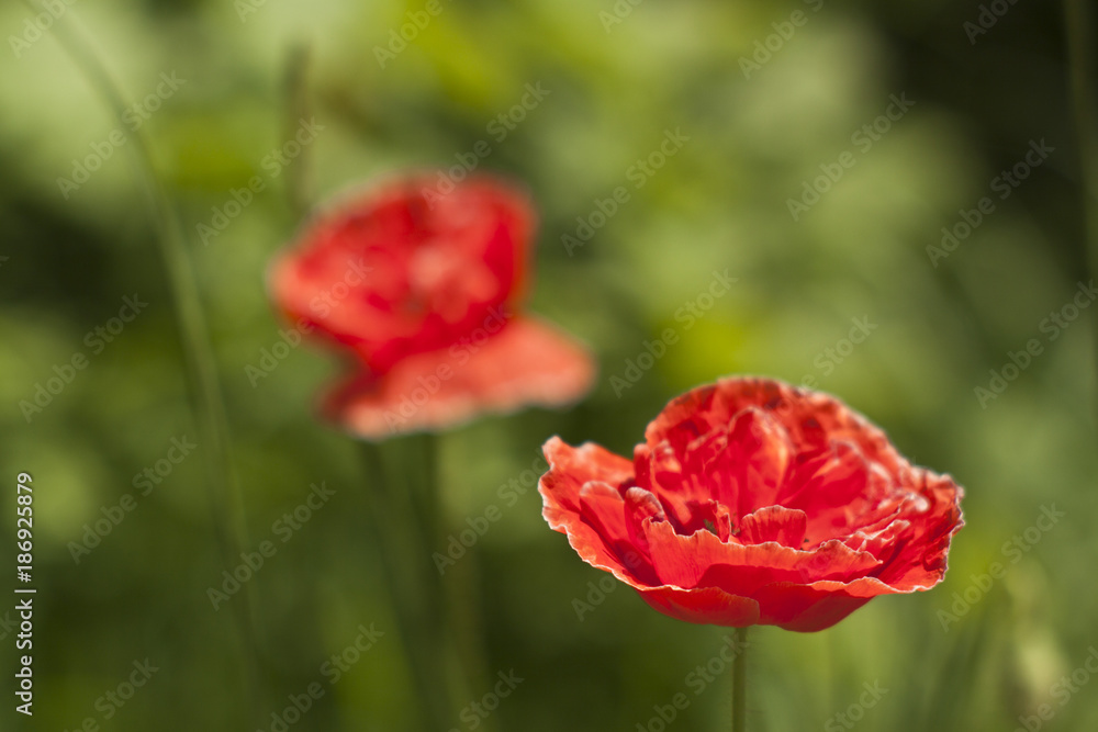 Naklejka premium close-up of a red poppy blossoms on a single-colored green background