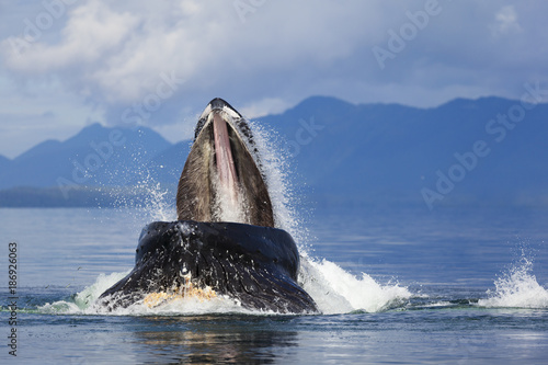 Humpback whale jumps out of water to feed