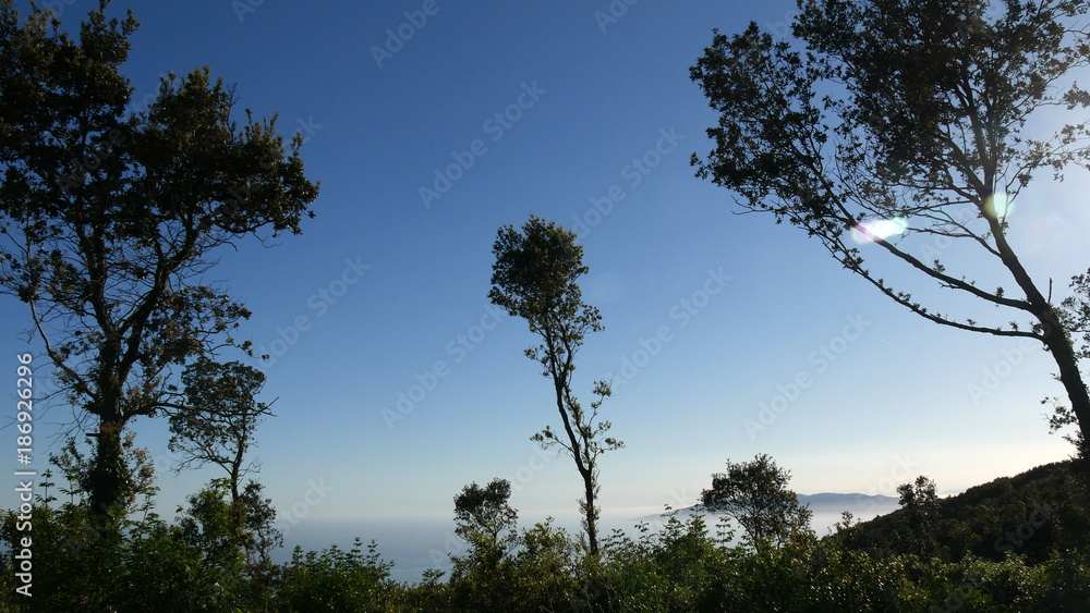 Foresta mediterranea in Toscana sul Monte Argentario Foresta mediterranea in Toscana sul Monte Argentario