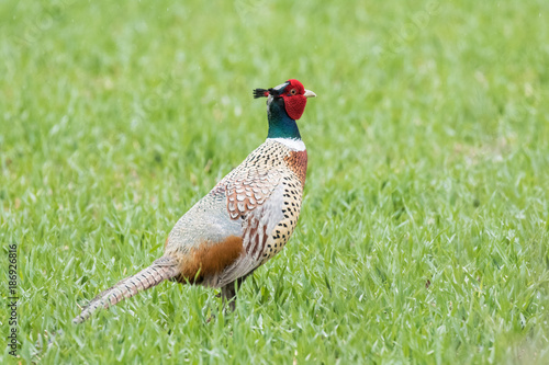Wallpaper Mural  pheasant in the field Torontodigital.ca