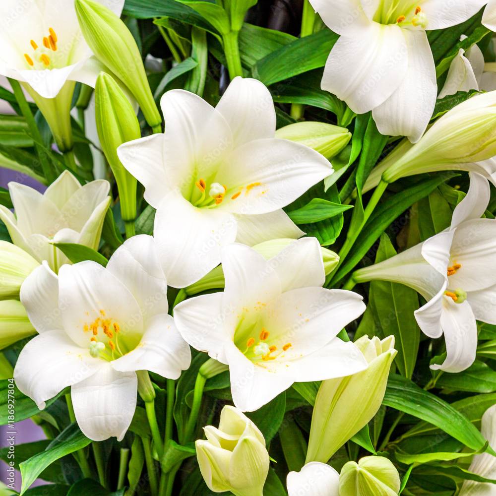 Fototapeta premium Bouquet of white lilies. Beautiful white lilies