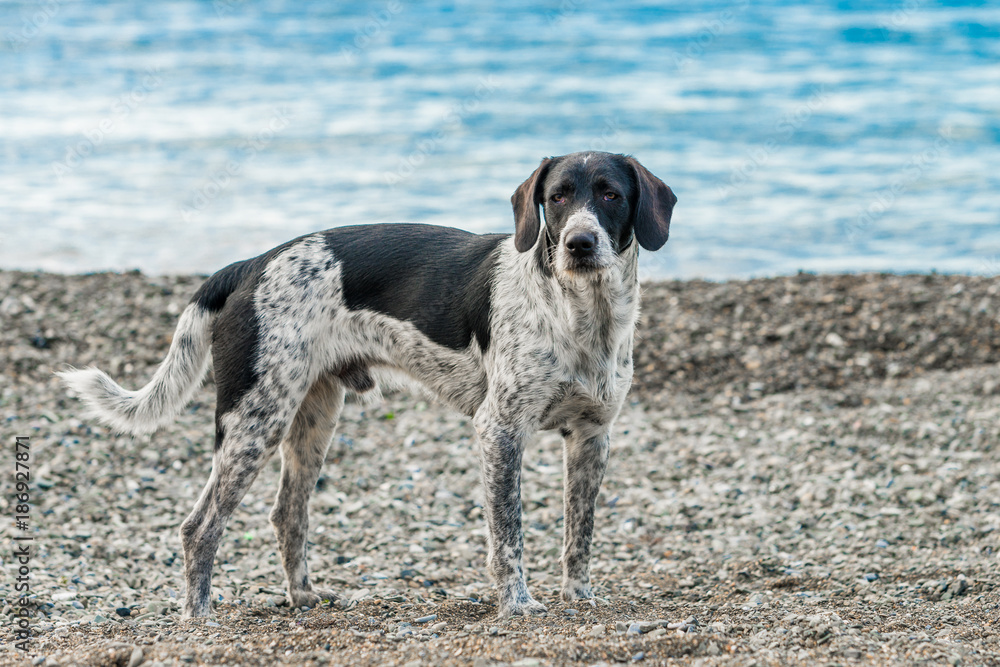 dog on the beach