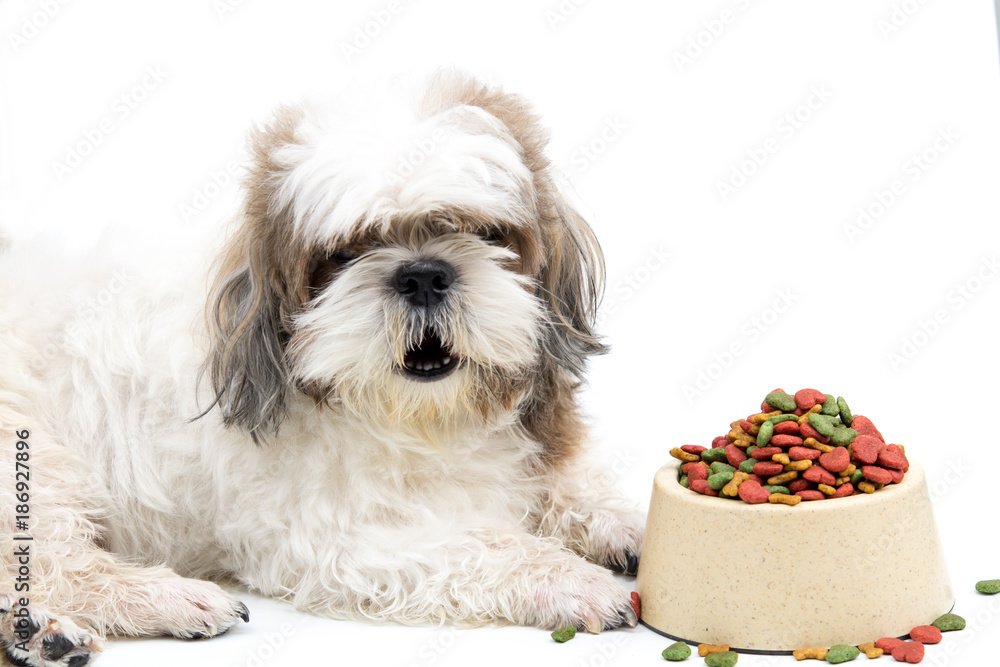 Shih tzu dog and the dog food on white background Stock Photo