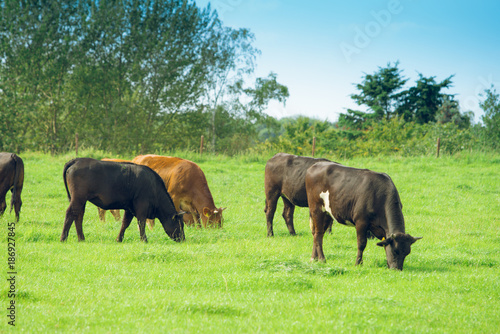 cows on meadow. Cow on a summer pasture