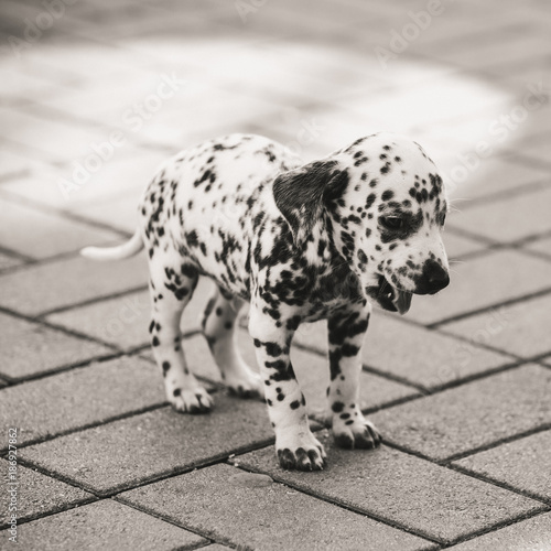 Dalmatian puppy. portrait of dalmatian puppy