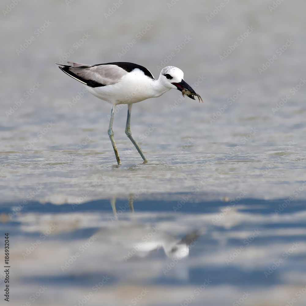 Obraz premium Crab Plover bird