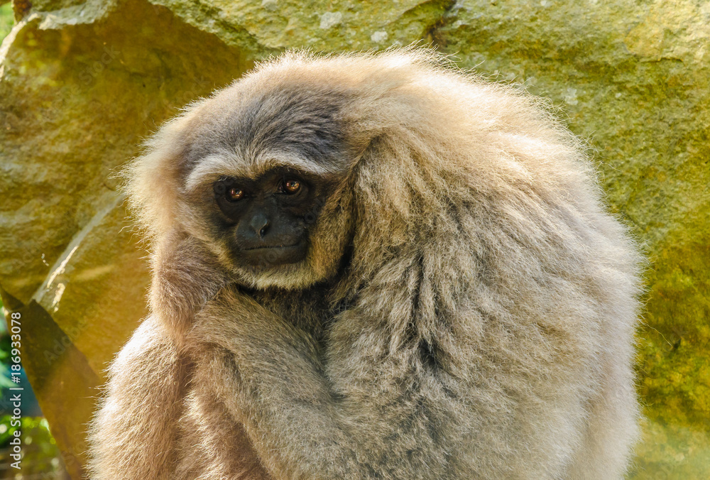 Obraz premium Silvery Gibbon