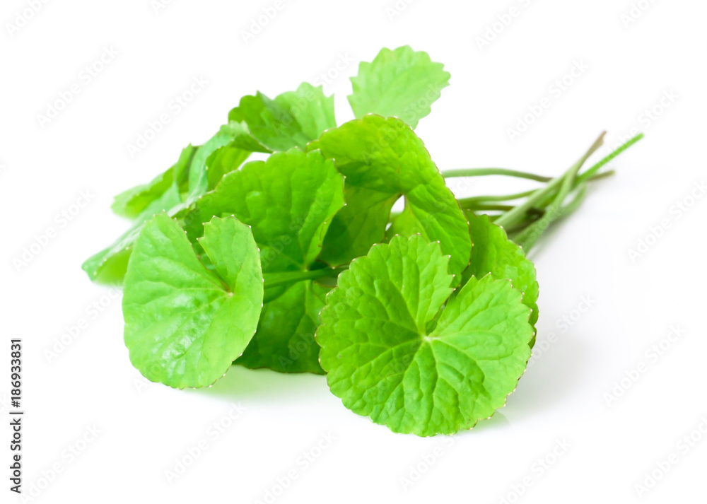 Closeup leaf of Gotu kola, Asiatic pennywort, Indian pennywort on white background with water drop, herb and medical concept Closeup leaf of Gotu kola, Asiatic pennywort, Indian pennywort on white background with water drop, herb and medical concept