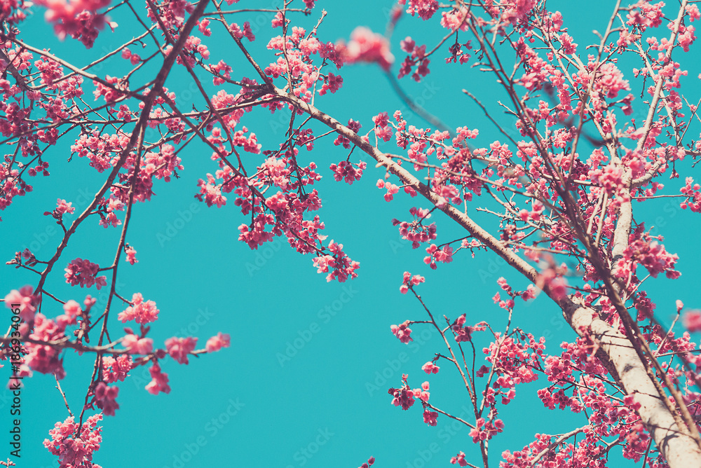 Obraz premium blossom apple trees on background sky
