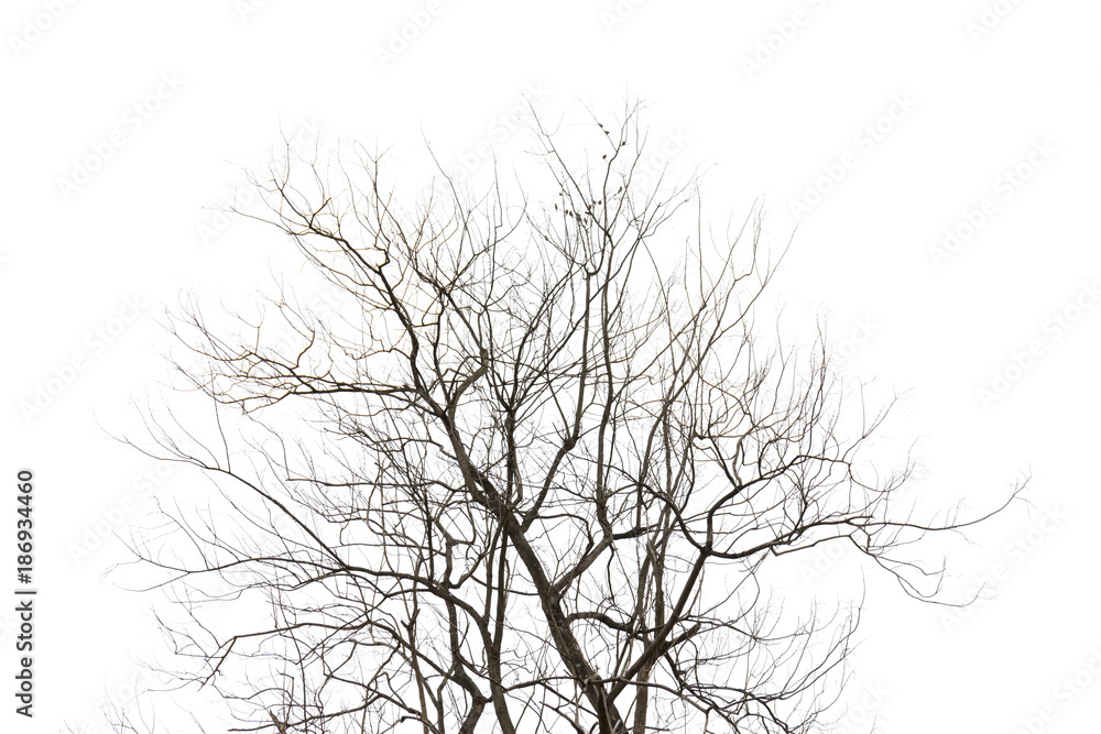 Tree isolated on white background