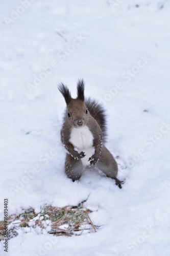 目の前に現れた雪まみれのエゾリス © mayudama