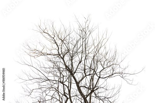 Tree isolated on white background