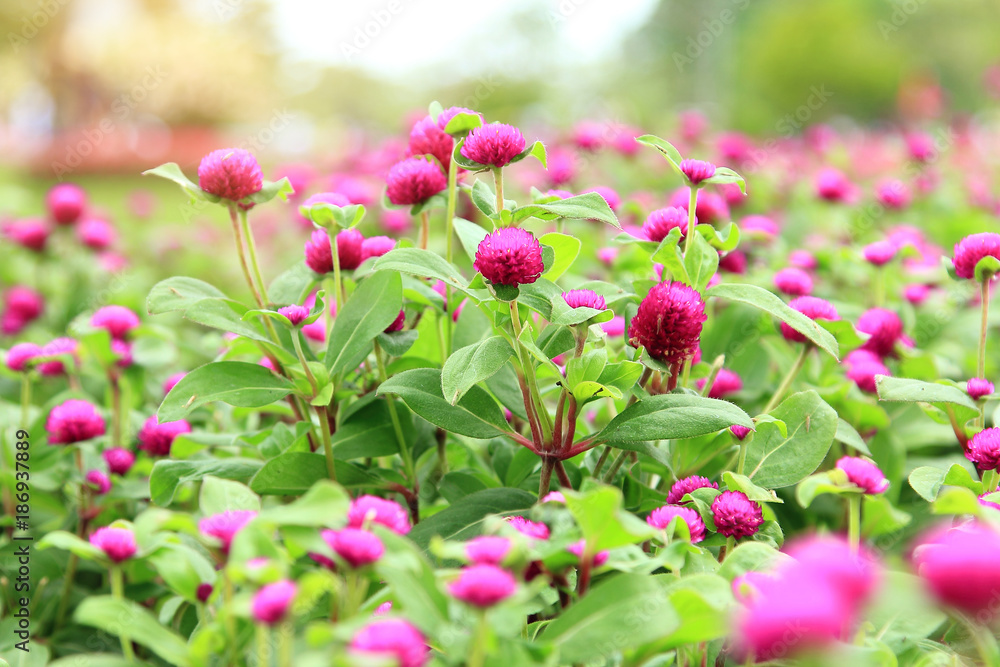 Fototapeta premium beautiful flower for valentine festive,close up many magenta Gomphrena blooming in the garden backyard,Gomphrena globosa Linn is scientific name