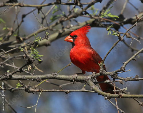A Northern Cardinal (Cardinalis cardinalis) sitting in a tree. Shot along the Santa Cruz river, just outside Tubac, Arizona..