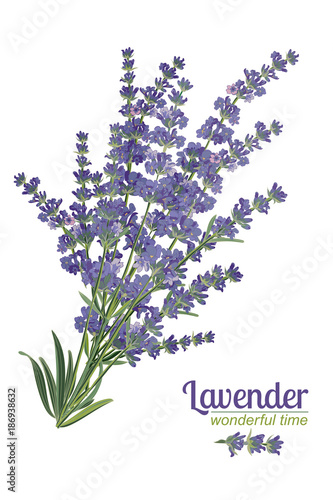 Lavender flower on white background. Colorful vintage vector illustration