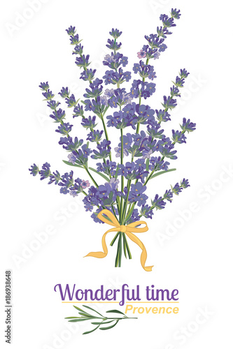 Fototapeta Naklejka Na Ścianę i Meble -  Lavender flower on white background. Colorful vintage vector illustration