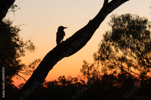 Fototapeta Naklejka Na Ścianę i Meble -  Sunset at Old Cork with young magpie perched on tree in rural Queensland