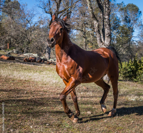 A reddish brown Arabian horse galloped by with his main and tail flying in the air. Trees are in the background 