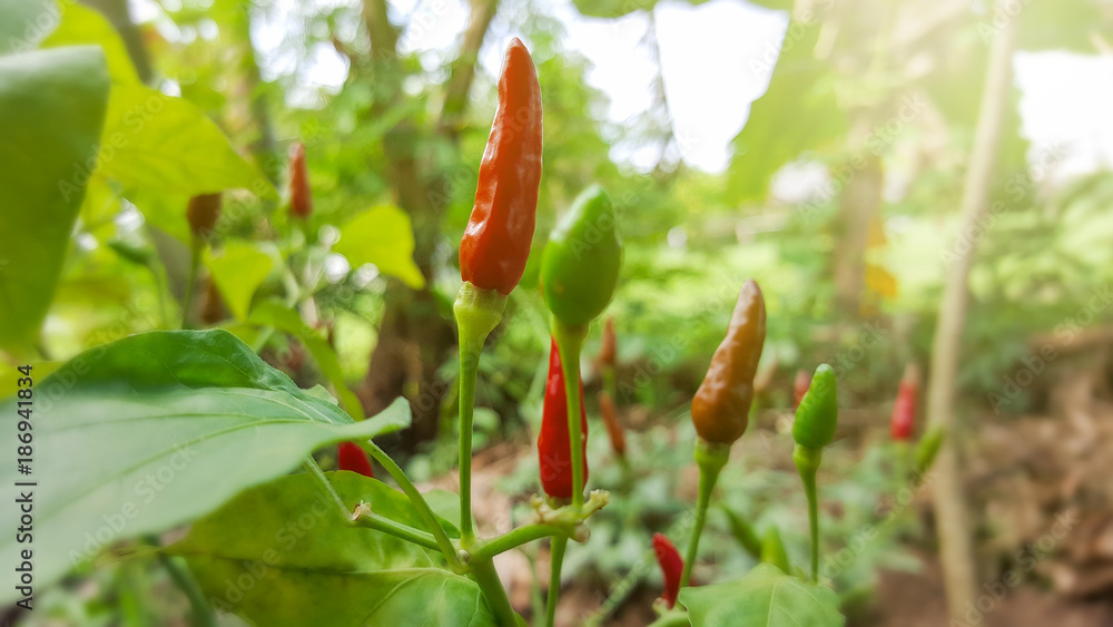 close-up red and green chili in garden. close-up red and green chili in garden.