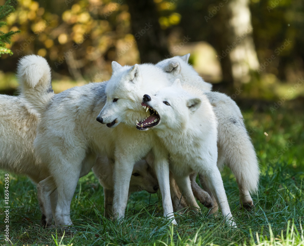 Obraz premium White Wolf - Loup Blanc