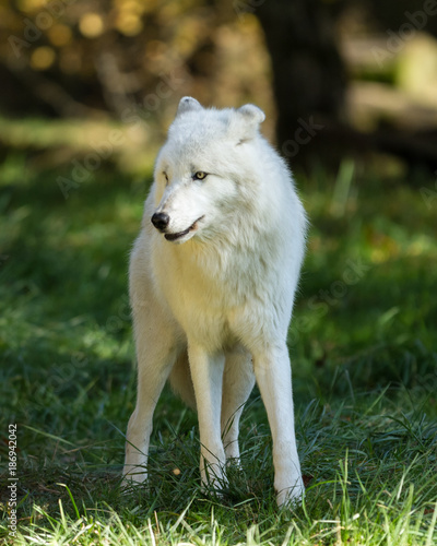 White Wolf - Loup Blanc