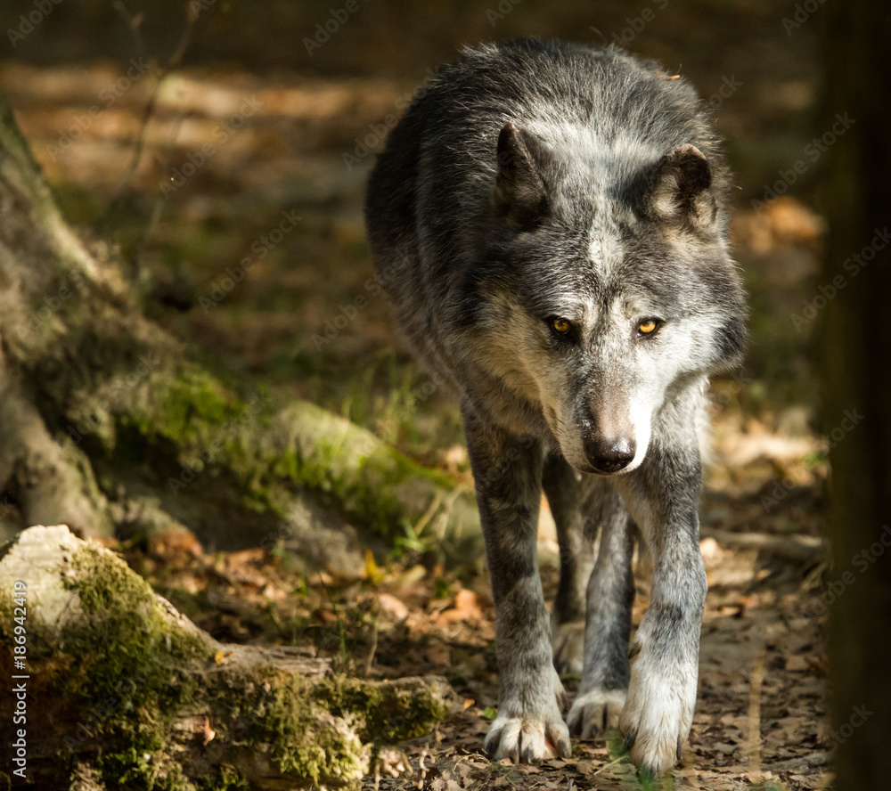 Black Wolf - Loup Noir Black Wolf - Loup Noir