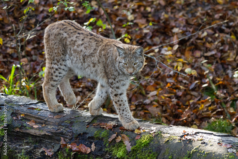 Obraz premium Lynx